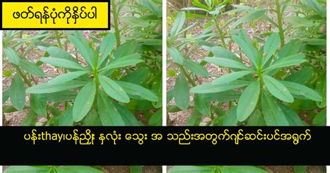 ဂျပန် အရှင်း မြန်မာစာတန်းထိုး Archives .